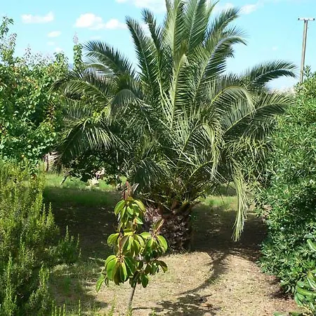 Citai Garden House